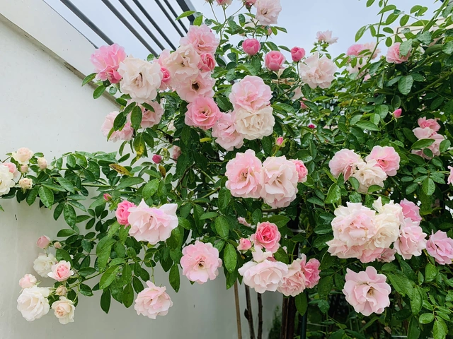 100+ Hình Ảnh Cây Hoa Hồng Rừng Đẹp Nhất 2026, Độ Phân Giải Cao 100+ Hình Ảnh Cây Hoa Hồng Rừng Đẹp Nhất 2026, Độ Phân Giải Cao