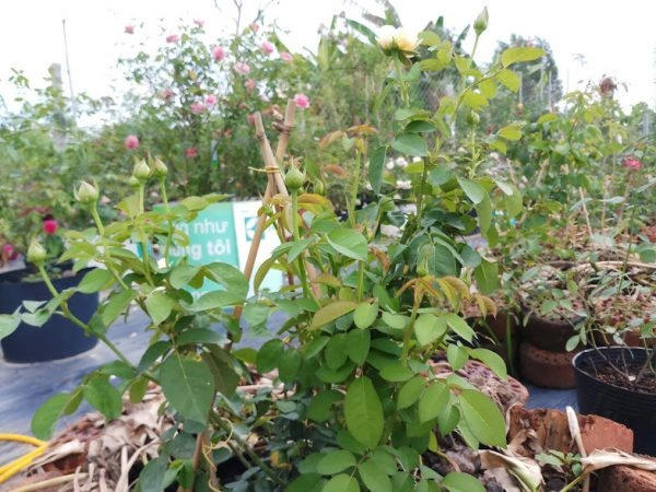 100+ Hình Ảnh Cây Hoa Hồng Rừng Đẹp Nhất 2026, Độ Phân Giải Cao 100+ Hình Ảnh Cây Hoa Hồng Rừng Đẹp Nhất 2026, Độ Phân Giải Cao