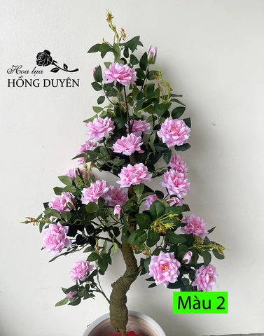 100+ Hình Ảnh Cây Hoa Hồng Rừng Đẹp Nhất 2026, Độ Phân Giải Cao 100+ Hình Ảnh Cây Hoa Hồng Rừng Đẹp Nhất 2026, Độ Phân Giải Cao