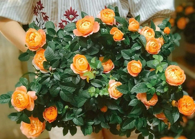 100+ Hình Ảnh Cây Hoa Hồng Rừng Đẹp Nhất 2026, Độ Phân Giải Cao 100+ Hình Ảnh Cây Hoa Hồng Rừng Đẹp Nhất 2026, Độ Phân Giải Cao