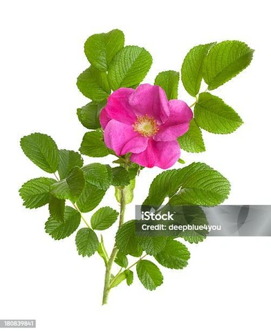 100+ Hình Ảnh Cây Hoa Tầm Xuân 2026 Đẹp Nhất, Đầy Màu Sắc, Sử Dụng Cho Wallpaper & Avatar 100+ Hình Ảnh Cây Hoa Tầm Xuân 2026 Đẹp Nhất, Đầy Màu Sắc, Sử Dụng Cho Wallpaper & Avatar