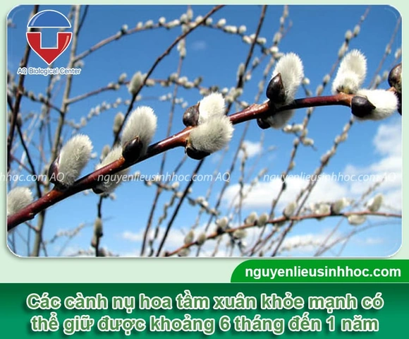 100+ Hình Ảnh Cây Hoa Tầm Xuân 2026 Đẹp Nhất, Đầy Màu Sắc, Sử Dụng Cho Wallpaper & Avatar 100+ Hình Ảnh Cây Hoa Tầm Xuân 2026 Đẹp Nhất, Đầy Màu Sắc, Sử Dụng Cho Wallpaper & Avatar
