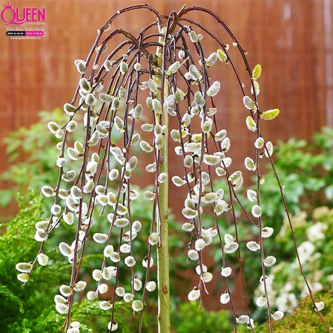 100+ Hình Ảnh Cây Hoa Tầm Xuân 2026 Đẹp Nhất, Đầy Màu Sắc, Sử Dụng Cho Wallpaper & Avatar 100+ Hình Ảnh Cây Hoa Tầm Xuân 2026 Đẹp Nhất, Đầy Màu Sắc, Sử Dụng Cho Wallpaper & Avatar