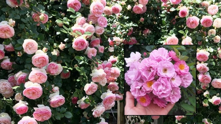100+ Hình Ảnh Cây Hoa Tầm Xuân 2026 Đẹp Nhất, Đầy Màu Sắc, Sử Dụng Cho Wallpaper & Avatar 100+ Hình Ảnh Cây Hoa Tầm Xuân 2026 Đẹp Nhất, Đầy Màu Sắc, Sử Dụng Cho Wallpaper & Avatar