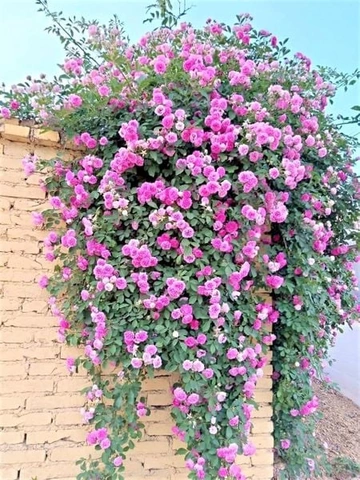 100+ Hình Ảnh Cây Hoa Tầm Xuân 2026 Đẹp Nhất, Đầy Màu Sắc, Sử Dụng Cho Wallpaper & Avatar 100+ Hình Ảnh Cây Hoa Tầm Xuân 2026 Đẹp Nhất, Đầy Màu Sắc, Sử Dụng Cho Wallpaper & Avatar