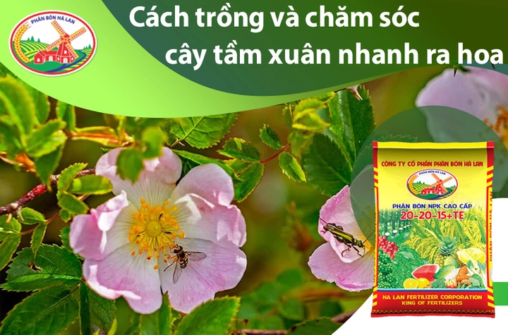 100+ Hình Ảnh Cây Hoa Tầm Xuân 2026 Đẹp Nhất, Đầy Màu Sắc, Sử Dụng Cho Wallpaper & Avatar 100+ Hình Ảnh Cây Hoa Tầm Xuân 2026 Đẹp Nhất, Đầy Màu Sắc, Sử Dụng Cho Wallpaper & Avatar