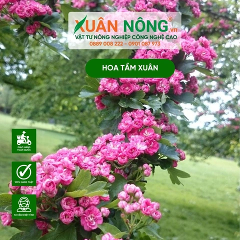 100+ Hình Ảnh Cây Hoa Tầm Xuân 2026 Đẹp Nhất, Đầy Màu Sắc, Sử Dụng Cho Wallpaper & Avatar 100+ Hình Ảnh Cây Hoa Tầm Xuân 2026 Đẹp Nhất, Đầy Màu Sắc, Sử Dụng Cho Wallpaper & Avatar