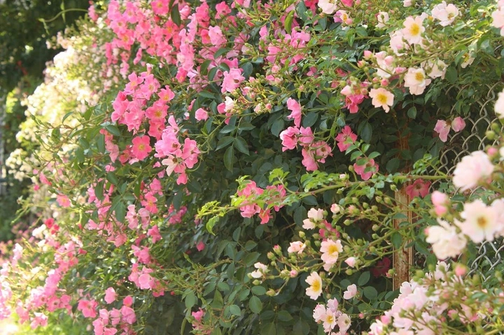 100+ Hình Ảnh Cây Hoa Tầm Xuân 2026 Đẹp Nhất, Đầy Màu Sắc, Sử Dụng Cho Wallpaper & Avatar 100+ Hình Ảnh Cây Hoa Tầm Xuân 2026 Đẹp Nhất, Đầy Màu Sắc, Sử Dụng Cho Wallpaper & Avatar