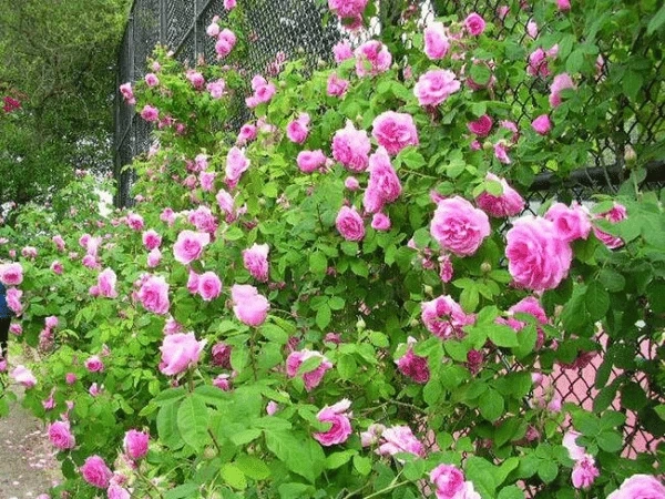 100+ Hình Ảnh Cây Hoa Tầm Xuân 2026 Đẹp Nhất, Đầy Màu Sắc, Sử Dụng Cho Wallpaper & Avatar 100+ Hình Ảnh Cây Hoa Tầm Xuân 2026 Đẹp Nhất, Đầy Màu Sắc, Sử Dụng Cho Wallpaper & Avatar