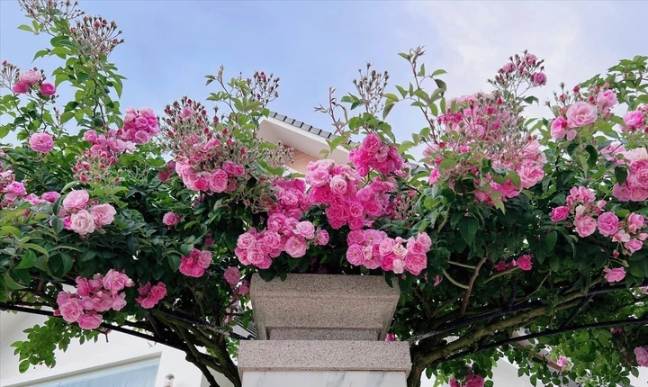 100+ Hình Ảnh Cây Hoa Tầm Xuân 2026 Đẹp Nhất, Đầy Màu Sắc, Sử Dụng Cho Wallpaper & Avatar 100+ Hình Ảnh Cây Hoa Tầm Xuân 2026 Đẹp Nhất, Đầy Màu Sắc, Sử Dụng Cho Wallpaper & Avatar