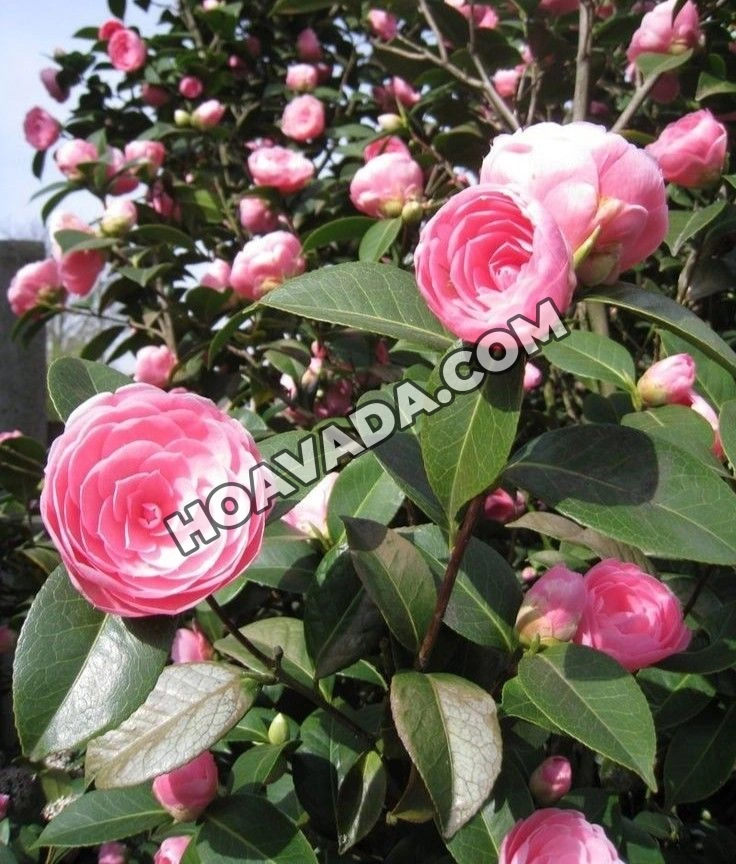 100+ Hình Ảnh Cây Hoa Trà 2026 Đẹp Nhất, 100+ Wallpaper Siêu Sắc Nét 100+ Hình Ảnh Cây Hoa Trà 2026 Đẹp Nhất, 100+ Wallpaper Siêu Sắc Nét