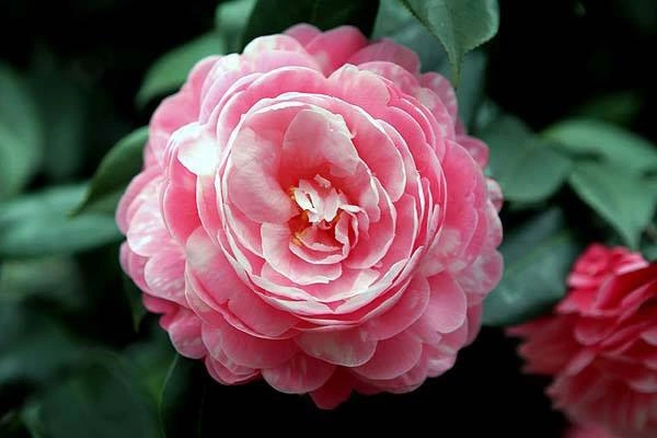100+ Hình Ảnh Cây Hoa Trà 2026 Đẹp Nhất, 100+ Wallpaper Siêu Sắc Nét 100+ Hình Ảnh Cây Hoa Trà 2026 Đẹp Nhất, 100+ Wallpaper Siêu Sắc Nét
