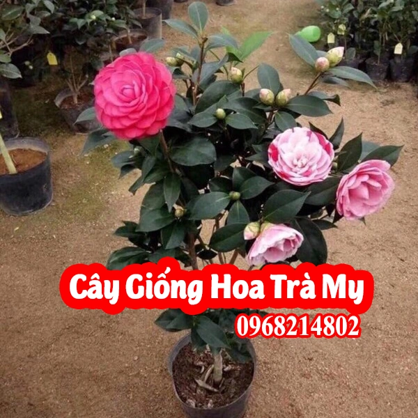 100+ Hình Ảnh Cây Hoa Trà 2026 Đẹp Nhất, 100+ Wallpaper Siêu Sắc Nét 100+ Hình Ảnh Cây Hoa Trà 2026 Đẹp Nhất, 100+ Wallpaper Siêu Sắc Nét