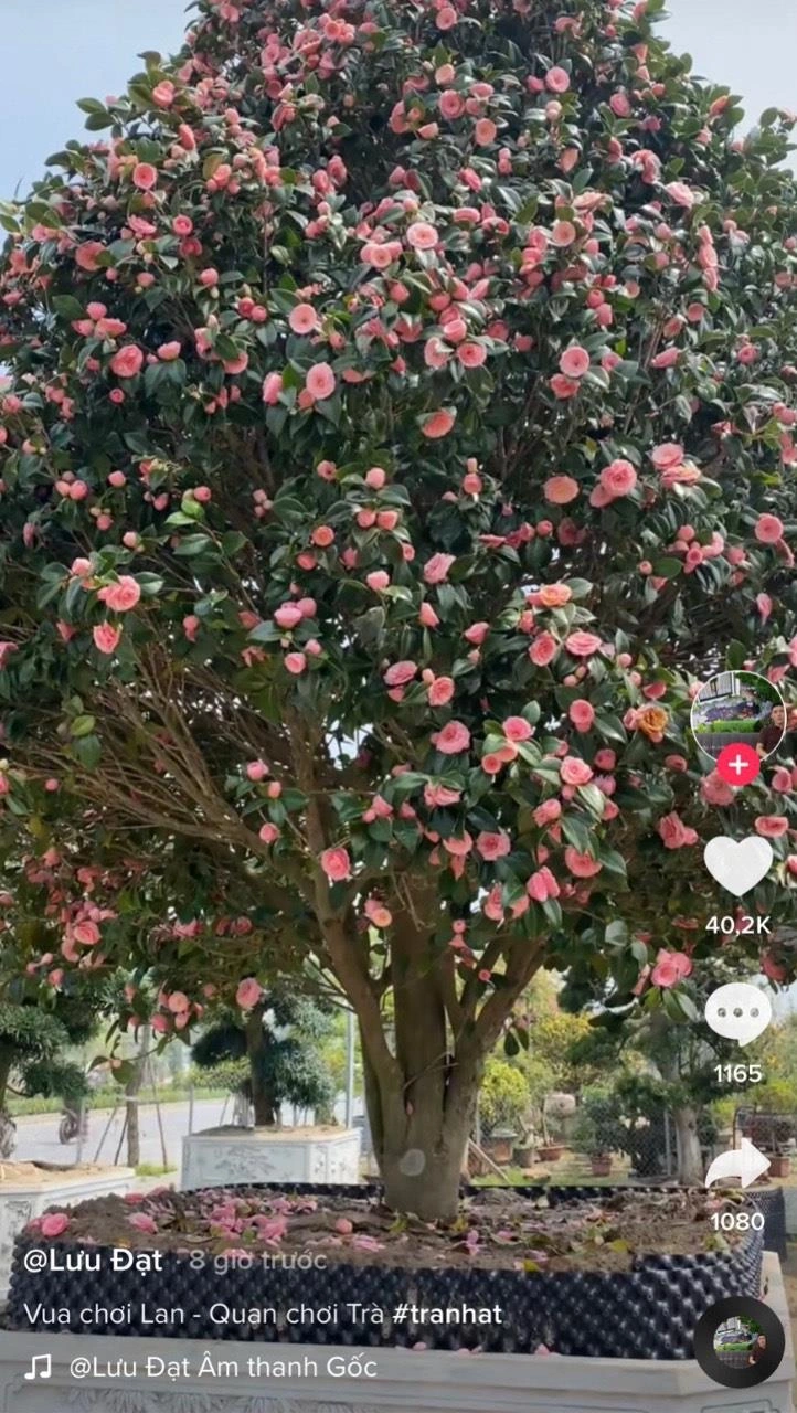 100+ Hình Ảnh Cây Hoa Trà 2026 Đẹp Nhất, 100+ Wallpaper Siêu Sắc Nét 100+ Hình Ảnh Cây Hoa Trà 2026 Đẹp Nhất, 100+ Wallpaper Siêu Sắc Nét