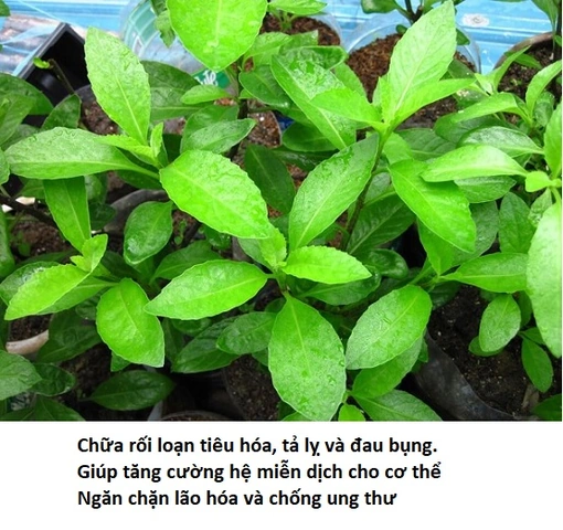 100+ Hình Ảnh Cây Kim Thất Tai Đẹp Nhất Mới Nhất – Bạn Đã Xem Chưa? 100+ Hình Ảnh Cây Kim Thất Tai Đẹp Nhất Mới Nhất – Bạn Đã Xem Chưa?