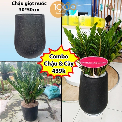 100+ Hình Ảnh Cây Kim Thất Tai Đẹp Nhất Mới Nhất – Bạn Đã Xem Chưa? 100+ Hình Ảnh Cây Kim Thất Tai Đẹp Nhất Mới Nhất – Bạn Đã Xem Chưa?