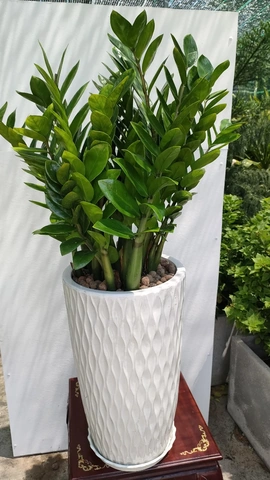 100+ Hình Ảnh Cây Kim Thất Tai Đẹp Nhất Mới Nhất – Bạn Đã Xem Chưa? 100+ Hình Ảnh Cây Kim Thất Tai Đẹp Nhất Mới Nhất – Bạn Đã Xem Chưa?