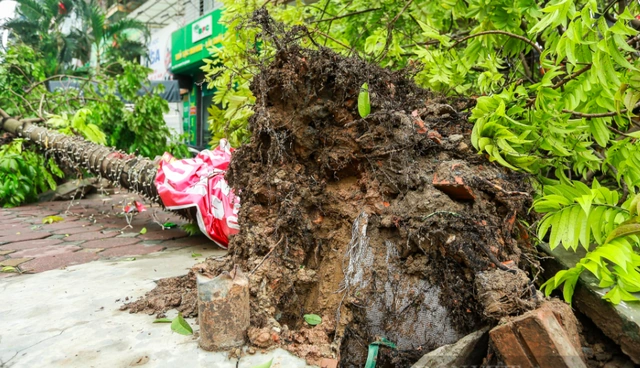 100+ Hình Ảnh Cây Lục Bát Siêu Đẹp 2026 – Tải Ngay Đầy Đủ Mọi Nhu Cầu? 100+ Hình Ảnh Cây Lục Bát Siêu Đẹp 2026 – Tải Ngay Đầy Đủ Mọi Nhu Cầu?