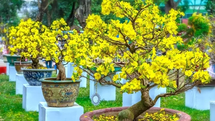 100+ Hình Ảnh Cây Mai Vàng Đẹp 2026 – Bộ Sưu Tập Đầy Đủ Cho Mọi Nhu Cầu Sử Dụng 100+ Hình Ảnh Cây Mai Vàng Đẹp 2026 – Bộ Sưu Tập Đầy Đủ Cho Mọi Nhu Cầu Sử Dụng