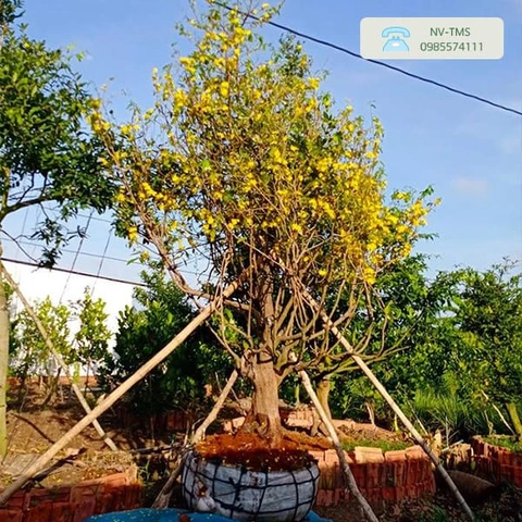 100+ Hình Ảnh Cây Mai Vàng Đẹp 2026 – Bộ Sưu Tập Đầy Đủ Cho Mọi Nhu Cầu Sử Dụng 100+ Hình Ảnh Cây Mai Vàng Đẹp 2026 – Bộ Sưu Tập Đầy Đủ Cho Mọi Nhu Cầu Sử Dụng