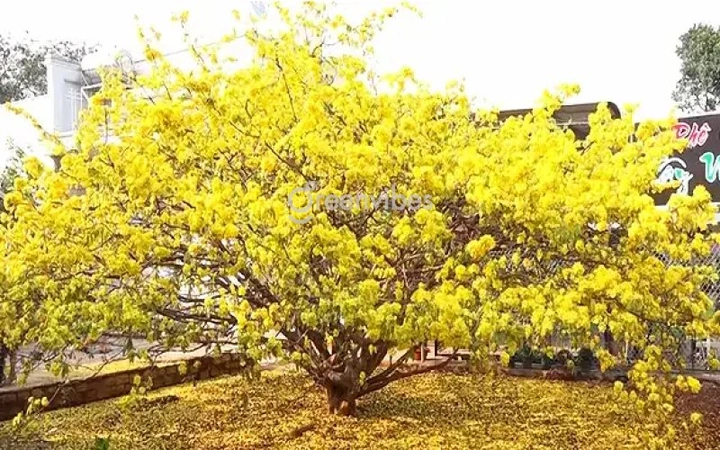 100+ Hình Ảnh Cây Mai Vàng Đẹp 2026 – Bộ Sưu Tập Đầy Đủ Cho Mọi Nhu Cầu Sử Dụng 100+ Hình Ảnh Cây Mai Vàng Đẹp 2026 – Bộ Sưu Tập Đầy Đủ Cho Mọi Nhu Cầu Sử Dụng