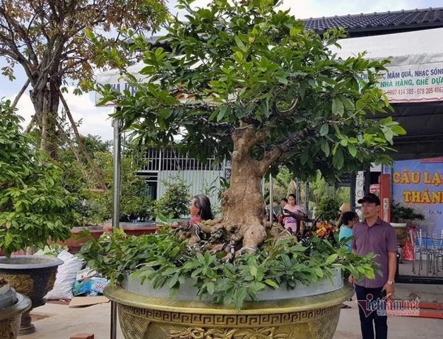 100+ Hình Ảnh Cây Mai Vàng Đẹp 2026 – Bộ Sưu Tập Đầy Đủ Cho Mọi Nhu Cầu Sử Dụng 100+ Hình Ảnh Cây Mai Vàng Đẹp 2026 – Bộ Sưu Tập Đầy Đủ Cho Mọi Nhu Cầu Sử Dụng