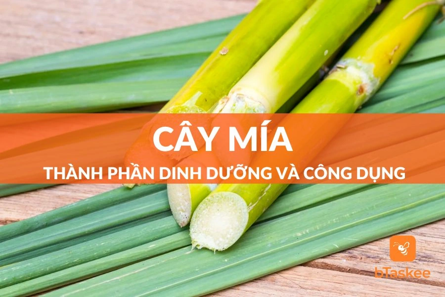 100+ Hình Ảnh Cây Mía Đường 2026 – Bộ Sưu Tập Đẹp Nhất, Đầy Màu Sắc Và Cảm Hứng, Bạn Đã Xem Chưa?