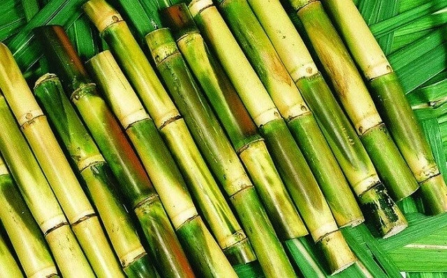 100+ Hình Ảnh Cây Mía Đường 2026 – Bộ Sưu Tập Đẹp Nhất, Đầy Màu Sắc Và Cảm Hứng, Bạn Đã Xem Chưa?