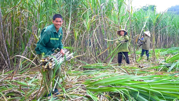 100+ Hình Ảnh Cây Mía Đường 2026 – Bộ Sưu Tập Đẹp Nhất, Đầy Màu Sắc Và Cảm Hứng, Bạn Đã Xem Chưa?