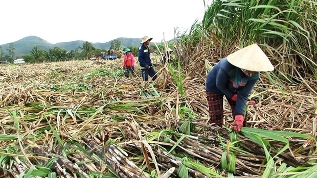 100+ Hình Ảnh Cây Mía Đường 2026 – Bộ Sưu Tập Đẹp Nhất, Đầy Màu Sắc Và Cảm Hứng, Bạn Đã Xem Chưa?