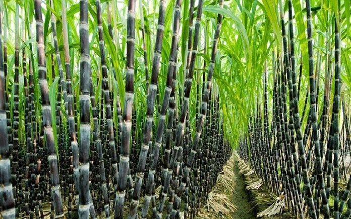 100+ Hình Ảnh Cây Mía Đường 2026 – Bộ Sưu Tập Đẹp Nhất, Đầy Màu Sắc Và Cảm Hứng, Bạn Đã Xem Chưa?