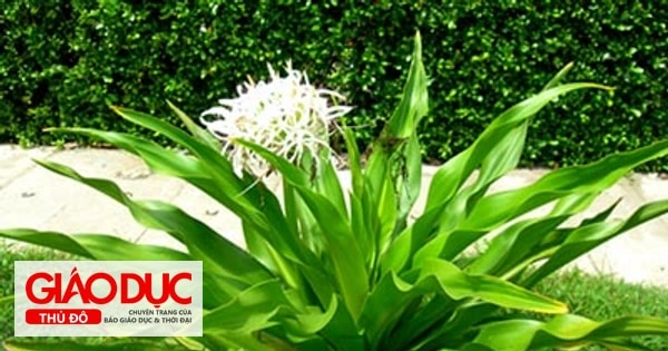100+ Hình Ảnh Cây Náng Hoa Trắng 2026 – Bộ Sưu Tập Đẹp Nhất Dành Cho Wallpaper, Avatar, In Ấn 100+ Hình Ảnh Cây Náng Hoa Trắng 2026 – Bộ Sưu Tập Đẹp Nhất Dành Cho Wallpaper, Avatar, In Ấn