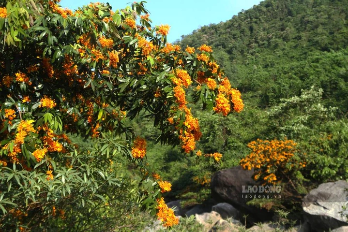 100+ Hình Ảnh Cây Náng Hoa Trắng 2026 – Bộ Sưu Tập Đẹp Nhất Dành Cho Wallpaper, Avatar, In Ấn 100+ Hình Ảnh Cây Náng Hoa Trắng 2026 – Bộ Sưu Tập Đẹp Nhất Dành Cho Wallpaper, Avatar, In Ấn