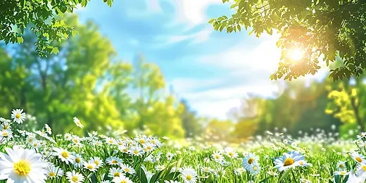 100+ Hình Ảnh Cây Náng Hoa Trắng 2026 – Bộ Sưu Tập Đẹp Nhất Dành Cho Wallpaper, Avatar, In Ấn 100+ Hình Ảnh Cây Náng Hoa Trắng 2026 – Bộ Sưu Tập Đẹp Nhất Dành Cho Wallpaper, Avatar, In Ấn