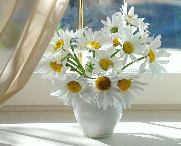 100+ Hình Ảnh Cây Náng Hoa Trắng 2026 – Bộ Sưu Tập Đẹp Nhất Dành Cho Wallpaper, Avatar, In Ấn 100+ Hình Ảnh Cây Náng Hoa Trắng 2026 – Bộ Sưu Tập Đẹp Nhất Dành Cho Wallpaper, Avatar, In Ấn