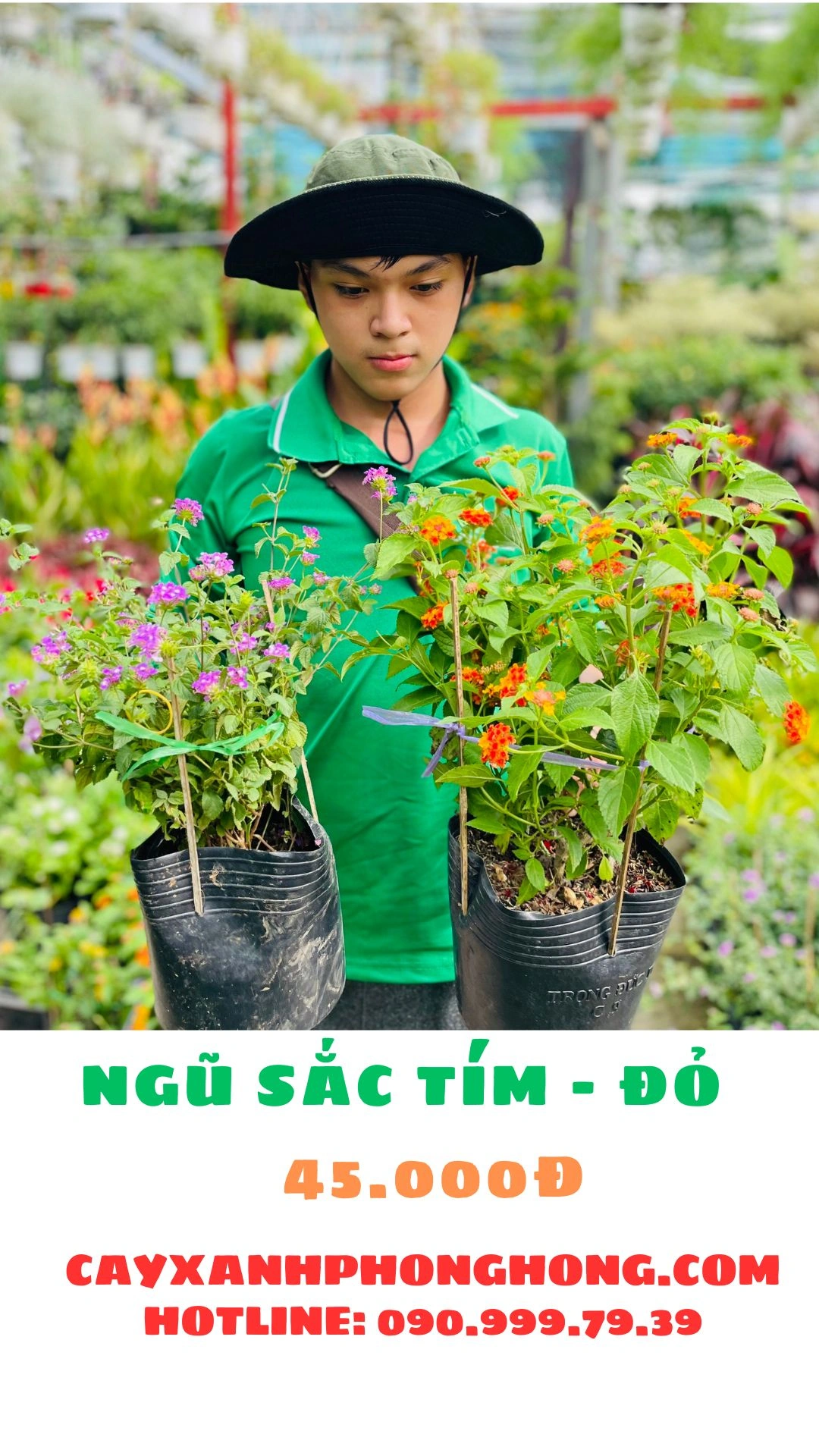 100+ Hình Ảnh Cây Ngũ Sắc 2026 – Đẹp Như Tranh, Bạn Đã Xem?