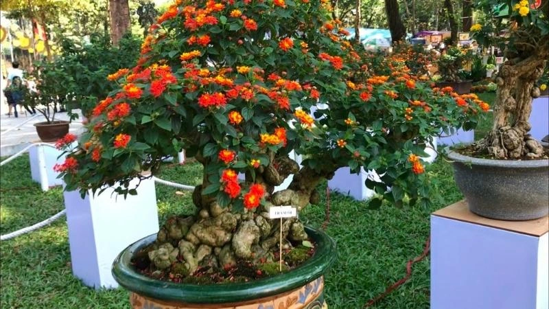 100+ Hình Ảnh Cây Ngũ Sắc 2026 – Đẹp Như Tranh, Bạn Đã Xem?