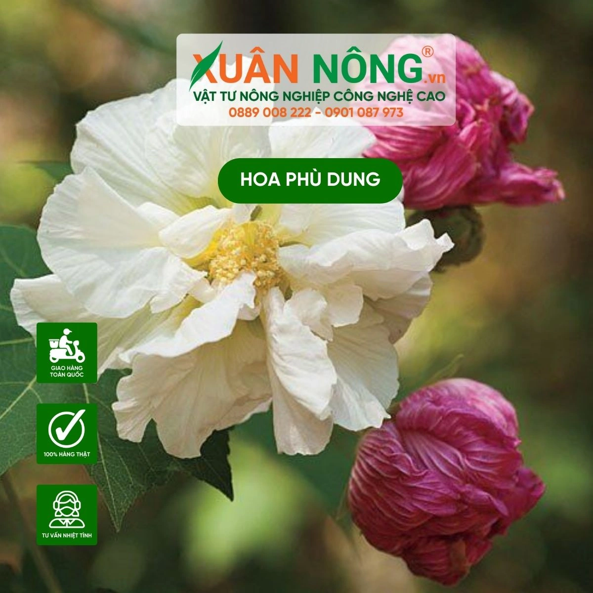 100+ Hình Ảnh Cây Phù Dung 2026 Đẹp Nhất, 100+ Bức Ảnh Cây Phù Dung Siêu Đẹp Được Yêu Thích, 100+ Hình Ảnh Cây Phù Dung Siêu Đậm Mà Bạn Không Thể Bỏ Lỡ 100+ Hình Ảnh Cây Phù Dung 2026 Đẹp Nhất, 100+ Bức Ảnh Cây Phù Dung Siêu Đẹp Được Yêu Thích, 100+ Hình Ảnh Cây Phù Dung Siêu Đậm Mà Bạn Không Thể Bỏ Lỡ