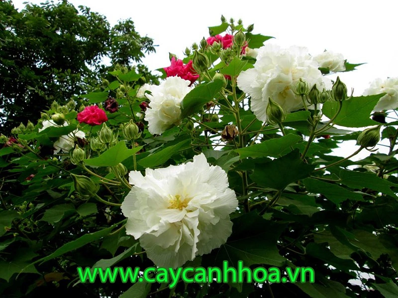 100+ Hình Ảnh Cây Phù Dung 2026 Đẹp Nhất, 100+ Bức Ảnh Cây Phù Dung Siêu Đẹp Được Yêu Thích, 100+ Hình Ảnh Cây Phù Dung Siêu Đậm Mà Bạn Không Thể Bỏ Lỡ 100+ Hình Ảnh Cây Phù Dung 2026 Đẹp Nhất, 100+ Bức Ảnh Cây Phù Dung Siêu Đẹp Được Yêu Thích, 100+ Hình Ảnh Cây Phù Dung Siêu Đậm Mà Bạn Không Thể Bỏ Lỡ