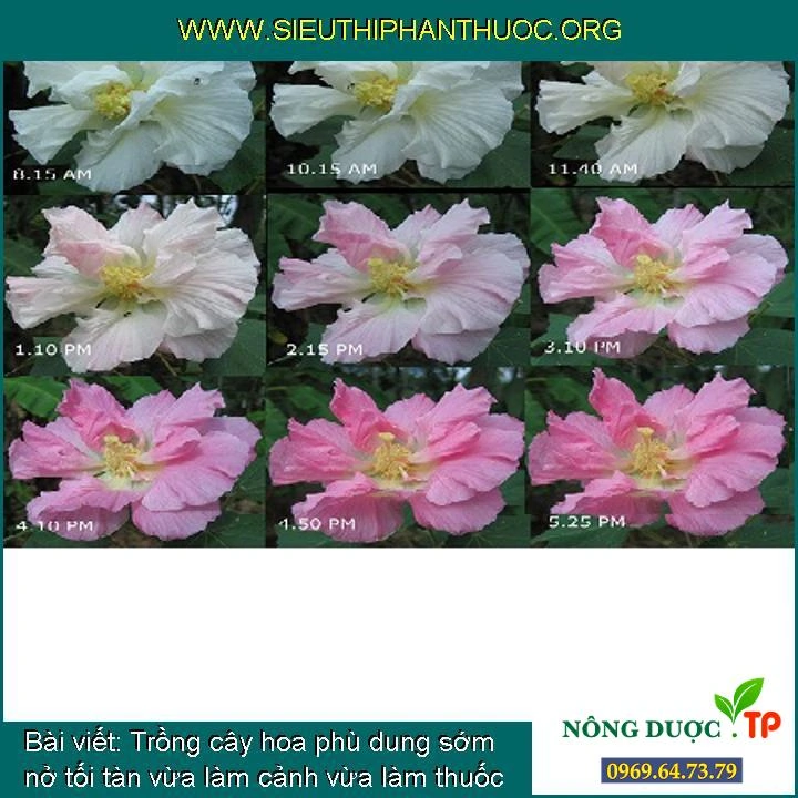 100+ Hình Ảnh Cây Phù Dung 2026 Đẹp Nhất, 100+ Bức Ảnh Cây Phù Dung Siêu Đẹp Được Yêu Thích, 100+ Hình Ảnh Cây Phù Dung Siêu Đậm Mà Bạn Không Thể Bỏ Lỡ 100+ Hình Ảnh Cây Phù Dung 2026 Đẹp Nhất, 100+ Bức Ảnh Cây Phù Dung Siêu Đẹp Được Yêu Thích, 100+ Hình Ảnh Cây Phù Dung Siêu Đậm Mà Bạn Không Thể Bỏ Lỡ