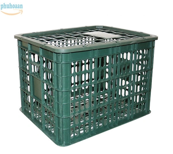 100+ Hình Ảnh Cây Rọ Heo 4k Đẹp Nhất 2026 – Bạn Đã Xem Chưa? 100+ Hình Ảnh Cây Rọ Heo 4k Đẹp Nhất 2026 – Bạn Đã Xem Chưa?