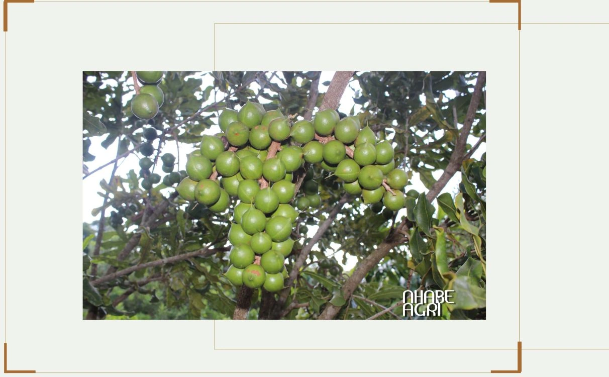 100+ Hình Ảnh Cây Rọ Heo 4k Đẹp Nhất 2026 – Bạn Đã Xem Chưa? 100+ Hình Ảnh Cây Rọ Heo 4k Đẹp Nhất 2026 – Bạn Đã Xem Chưa?