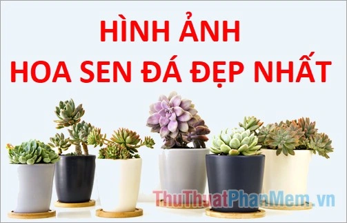 100+ Hình Ảnh Cây Sen Đá Đẹp 2026 – Bộ Sưu Tập Đầy Cảm Hứng Cho Mọi Nơi