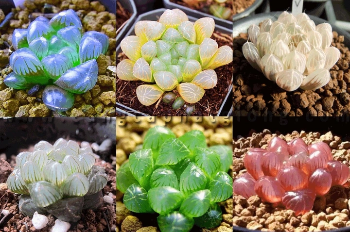 100+ Hình Ảnh Cây Sen Đá Đẹp 2026 – Bộ Sưu Tập Đầy Cảm Hứng Cho Mọi Nơi