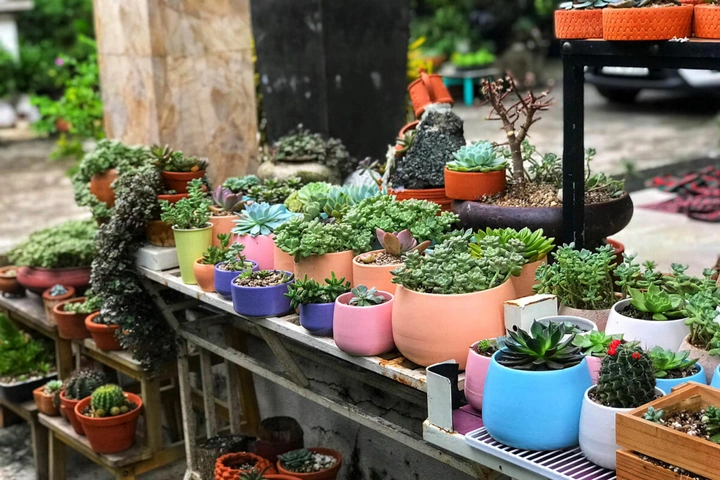 100+ Hình Ảnh Cây Sen Đá Đẹp 2026 – Bộ Sưu Tập Đầy Cảm Hứng Cho Mọi Nơi