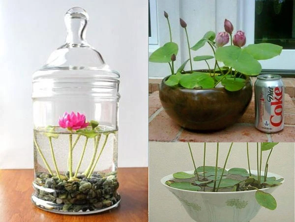 100+ Hình Ảnh Cây Sống Dưới Nước Đẹp 4k Mới Nhất 2026 100+ Hình Ảnh Cây Sống Dưới Nước Đẹp 4k Mới Nhất 2026