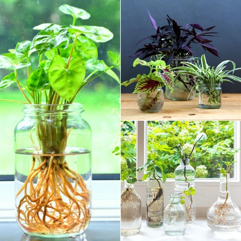 100+ Hình Ảnh Cây Sống Dưới Nước Đẹp 4k Mới Nhất 2026 100+ Hình Ảnh Cây Sống Dưới Nước Đẹp 4k Mới Nhất 2026