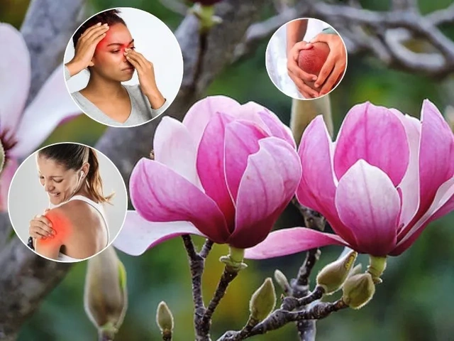 100+ Hình Ảnh Cây Tân Di Đẹp Nhất 2026 – Bộ Sưu Tập 4k Siêu Sắc Nét, 100+ Cây Tân Di Độc Đáo Cho Wallpaper, Avatar & In Ấn 100+ Hình Ảnh Cây Tân Di Đẹp Nhất 2026 – Bộ Sưu Tập 4k Siêu Sắc Nét, 100+ Cây Tân Di Độc Đáo Cho Wallpaper, Avatar & In Ấn