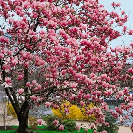 100+ Hình Ảnh Cây Tân Di Đẹp Nhất 2026 – Bộ Sưu Tập 4k Siêu Sắc Nét, 100+ Cây Tân Di Độc Đáo Cho Wallpaper, Avatar & In Ấn 100+ Hình Ảnh Cây Tân Di Đẹp Nhất 2026 – Bộ Sưu Tập 4k Siêu Sắc Nét, 100+ Cây Tân Di Độc Đáo Cho Wallpaper, Avatar & In Ấn