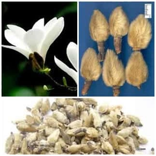 100+ Hình Ảnh Cây Tân Di Đẹp Nhất 2026 – Bộ Sưu Tập 4k Siêu Sắc Nét, 100+ Cây Tân Di Độc Đáo Cho Wallpaper, Avatar & In Ấn 100+ Hình Ảnh Cây Tân Di Đẹp Nhất 2026 – Bộ Sưu Tập 4k Siêu Sắc Nét, 100+ Cây Tân Di Độc Đáo Cho Wallpaper, Avatar & In Ấn